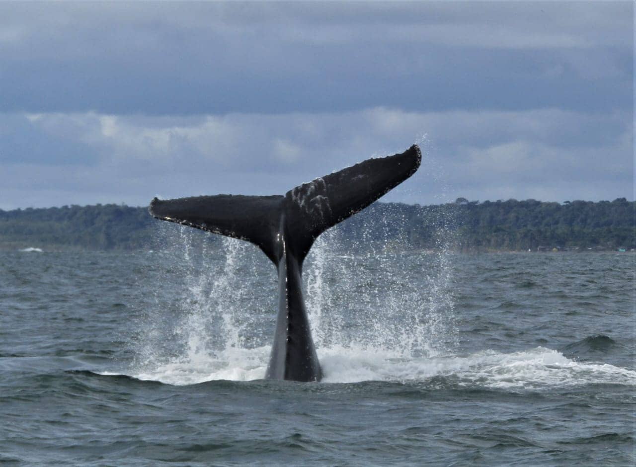 Ballena jorobada