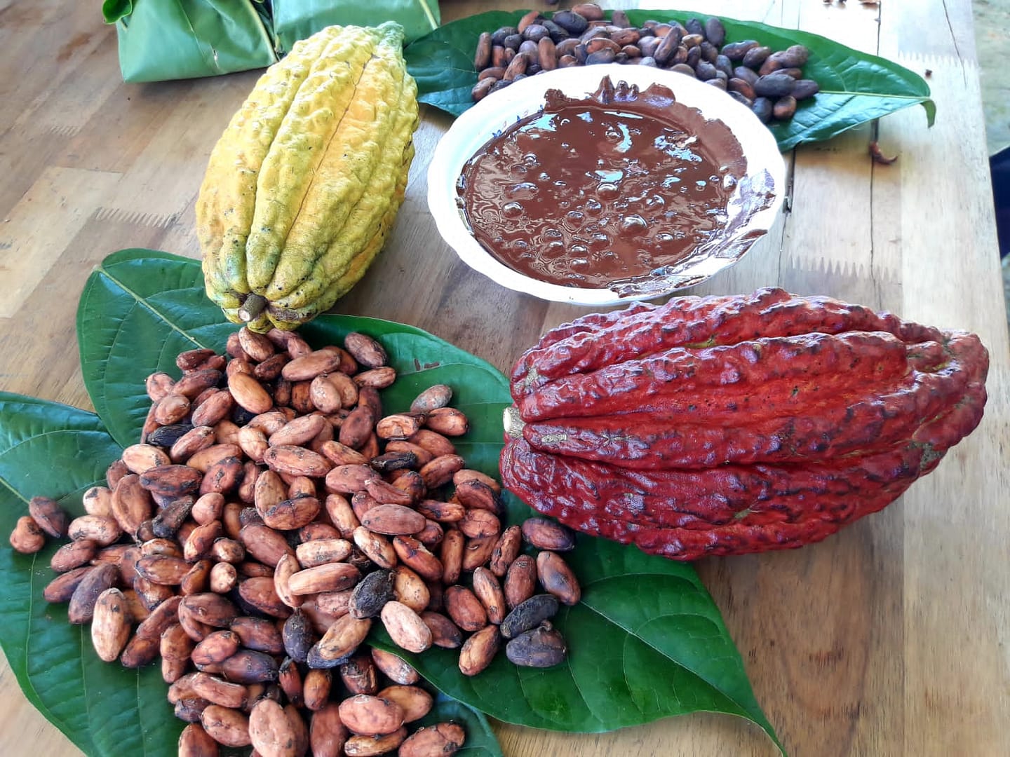 cocoa tour