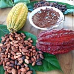 cocoa tour